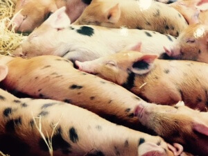 A pong of piglets