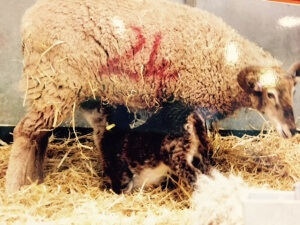 Lunch time! One of the lambs we saw at Odds Farm