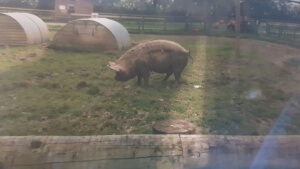 Happy pigs!