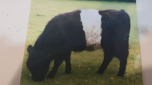 A black and white calf